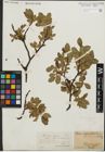 Foto von Salix kitaibeliana Willd. x Salix phylicifolia L.